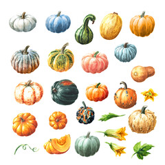 Big pumpkins or squash with leaves and flowers set. Watercolor hand drawn illustration, isolated  on white background - obrazy, fototapety, plakaty