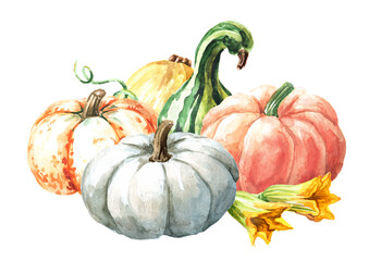 Fresh ripe decorative pumpkins or squash with flowers. Watercolor hand drawn illustration isolated  on white background