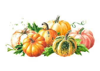 Fresh ripe decorative pumpkins or squash with leaves. Watercolor hand drawn illustration isolated  on white background