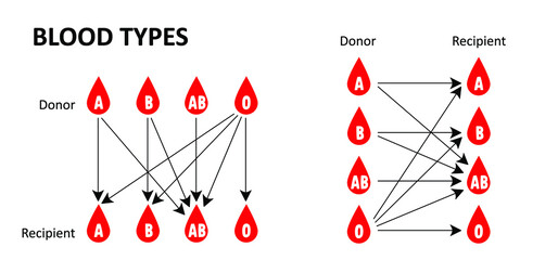 Blood Types (A, B, AB, O). Recipient and Donor.  Combinations between blood groups for donating and receiving blood.