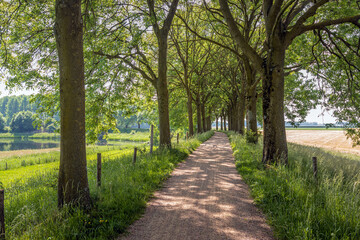 Fototapeta na wymiar Cycling and walking path between the trees along the Zeedijk near the Dutch village of Elshout, North Brabant.On the left is one of the Elshoutse Wielen, a small lake created by an earlier dike breach