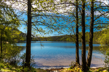 Obraz premium lake in the forest