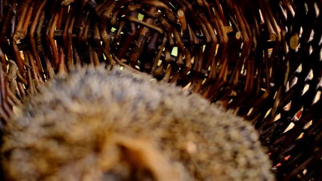 Sleepy hedgehog. Forest hedgehog in a wicker basket.Hedgehog's legs close-up.Forest animals.