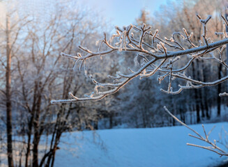 snow covered trees