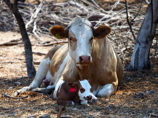 Obraz na płótnie Canvas Cow with newborn calf