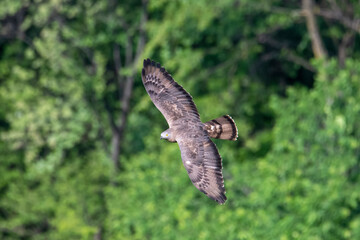 Falco Pecchiaiolo