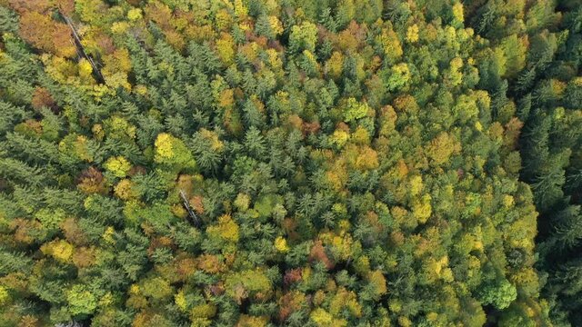 Herbstwald von oben 