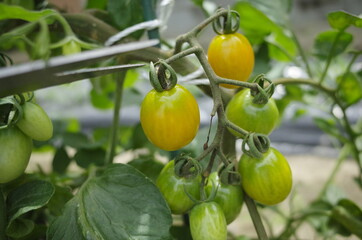 自給自足で美味しい新鮮野菜を収穫