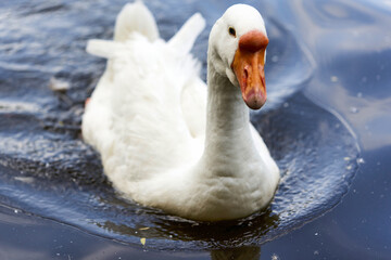 A white goose with a red beak swims on the water of the lake