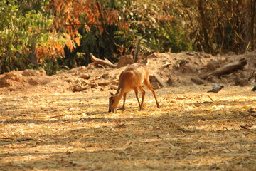 little barking deer in the big forest.
