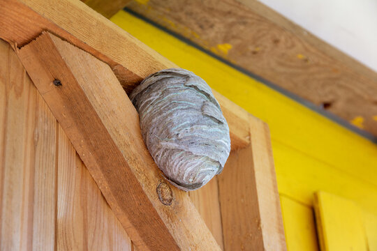 Wasp's nest on the door