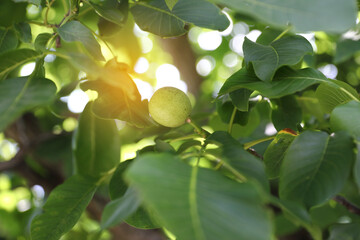 The green walnut tree bears fruit