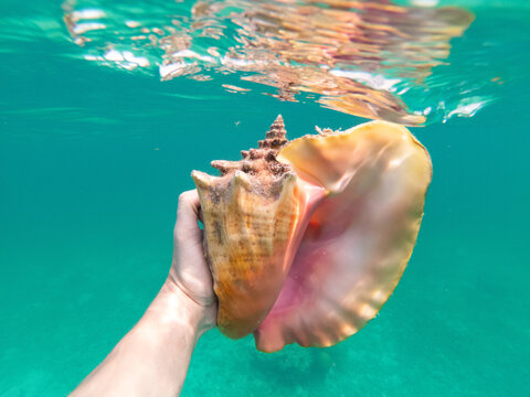 109 299 最適な 巻貝 画像 ストック写真 ベクター Adobe Stock 109 299 最適な 巻貝 画像 ストック写真 ベクター Adobe Stock