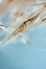 Grassamen