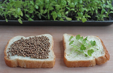 coriander seeds and grown green coriander on slices of white bread with coriander seedlings