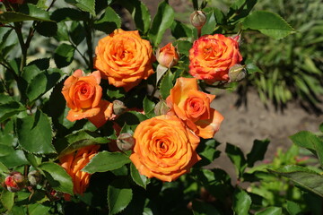 Vibrant orange flowers of garden roses in August