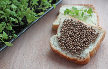 coriander seeds and grown green coriander on slices of white bread with coriander seedlings