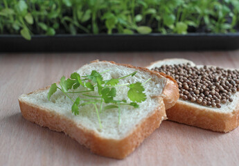 coriander seeds and grown green coriander on slices of white bread with coriander seedlings