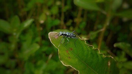 tiger beetle on the leaf