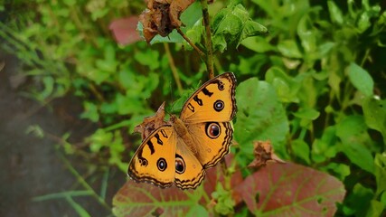butterfly on leaf