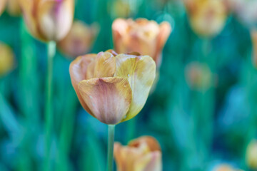 Fototapeta na wymiar Bright flowers of tulips on a tulip field on a sunny morning