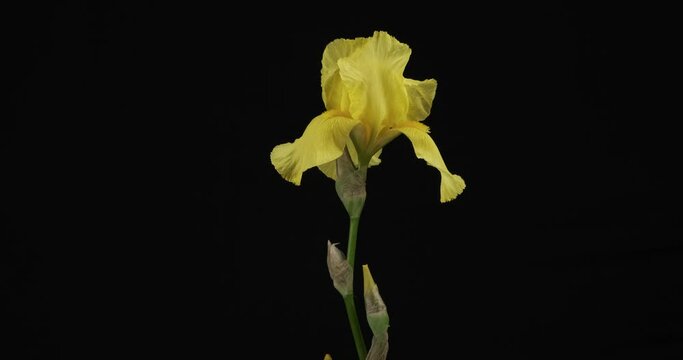 Rotation of the yellow blooming iris. Close-up. Isolated on black background