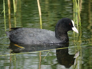 coot (Fulica atra)