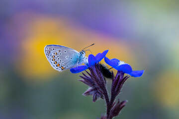 Polyommatus amandus blue butterfly, Amanda's blue. Common blue butterfly close-up