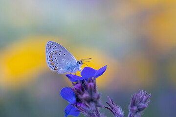 Polyommatus amandus blue butterfly, Amanda's blue. Common blue butterfly close-up