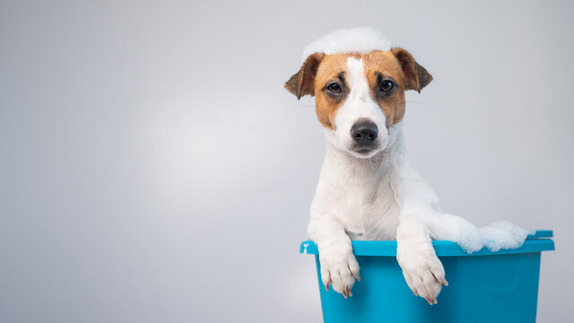 Funny friendly dog jack russell terrier takes a bath with foam on a white background