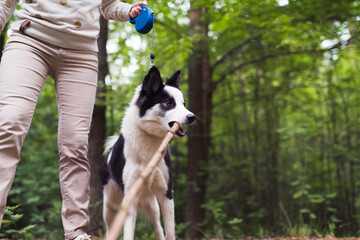 husky dog with stick in forest