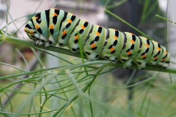 Swallowtail caterpillar on leaf