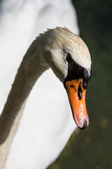 Obraz premium Schwanportrait