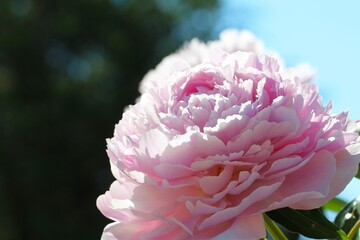 Close-up of a gently pink peony on a blurry green-blue background