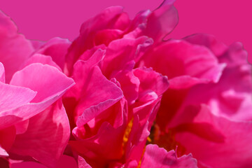 Natural background of bright pink peony petals with selective focus
