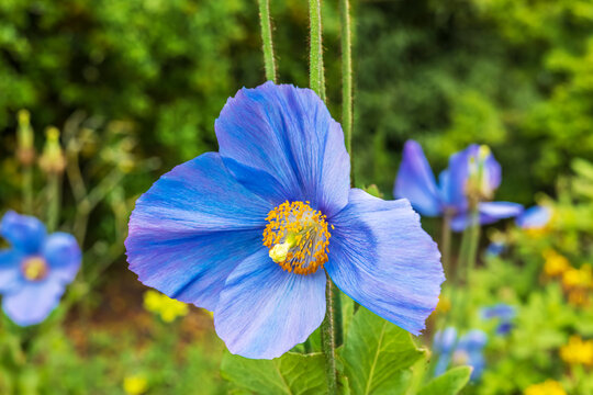 Vivid blue Meconopsis also known as blue poppy flower close-up.