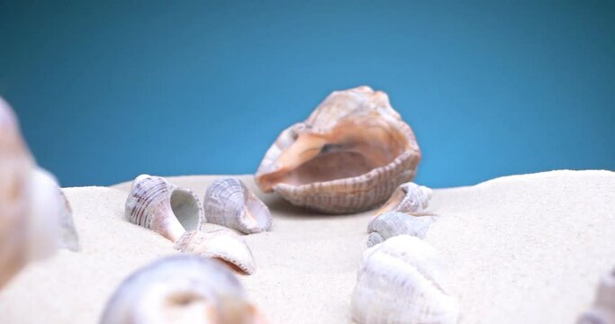detailed extreme close-up of small and large shells of rapan shells on the sand on a blue background.