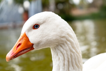 Close-up of the head of a white goose. Farm bird.
