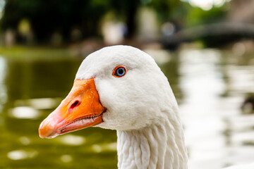 Close-up of the head of a white goose. Farm bird.