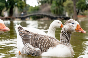 Close-up of a domestic goose on a lake in a city. Farm bird.