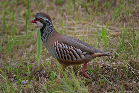 perdiz macho en el campo en primavera