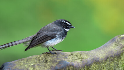 White spotted fantail in Todd village Ooty