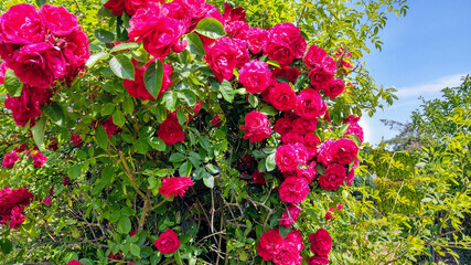 blooming red rose flowers on a bush growing in a garden lit by the summer sun