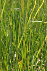 Large green field with grass under the bright sun