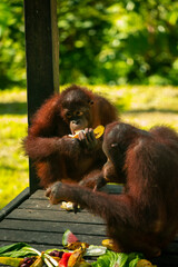 Sanctuary, animals, orangutans, foraging
