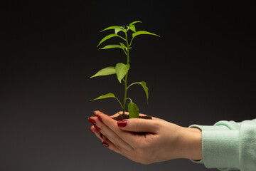 Woman holding in hand part of the lawn with green grass and growing plant, a symbol of ecology protection. Earth day, ecosystem recovering plan.