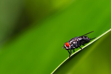 The flies have a green background and spaces.