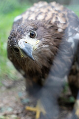 Obraz premium Beautiful black eyed eagle. Animals and birds. Wildlife.