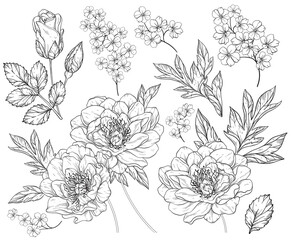 Set with peony flowers and leaves. Black and white