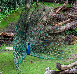 Obraz premium Peacock male spreading his tail on the lawn. Latin name - Pavo cristatus